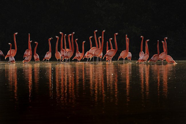 25 лучших снимков с ежегодного фотоконкурса дикой природы