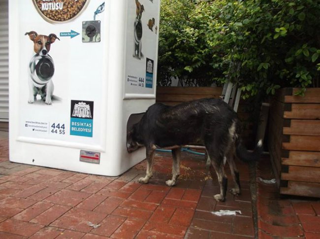 Автоматы для кормления бездомных животных