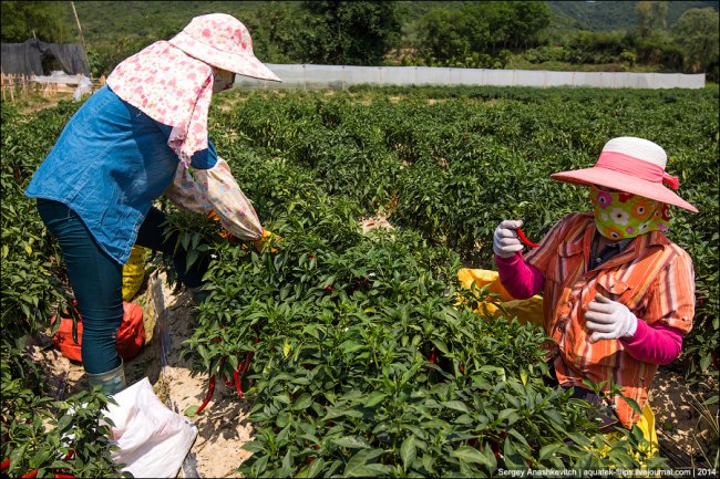 Горячие чилийские перцы и китайские женщины на одной плантации