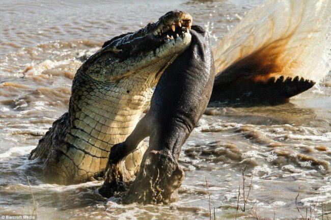 Крокодил сожрал бегемотика
