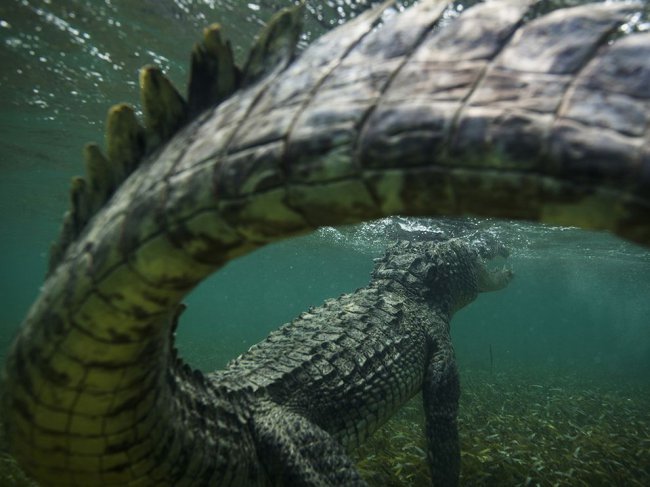 Лучшие фотографии National Geographic августа 2014