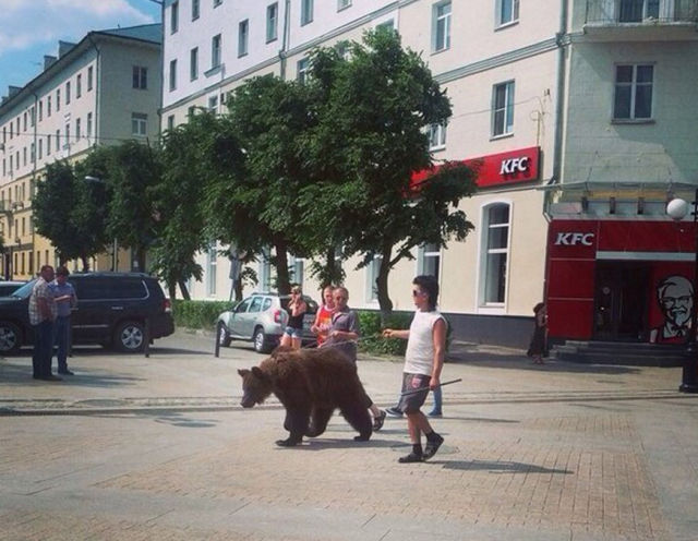 Медведи на улицах России