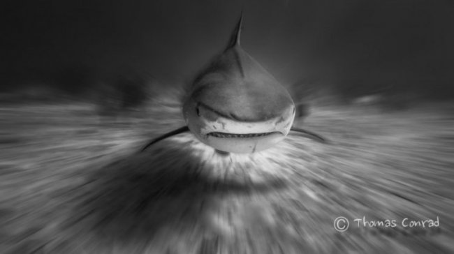 Страшные и прекрасные акулы