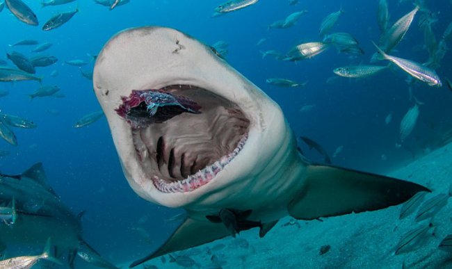 Дайвинг-туристы кормят с рук лимонную акулу