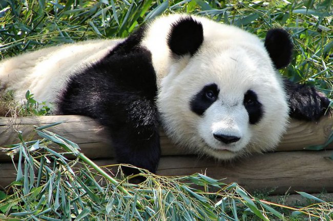 Удивительные факты о пандах