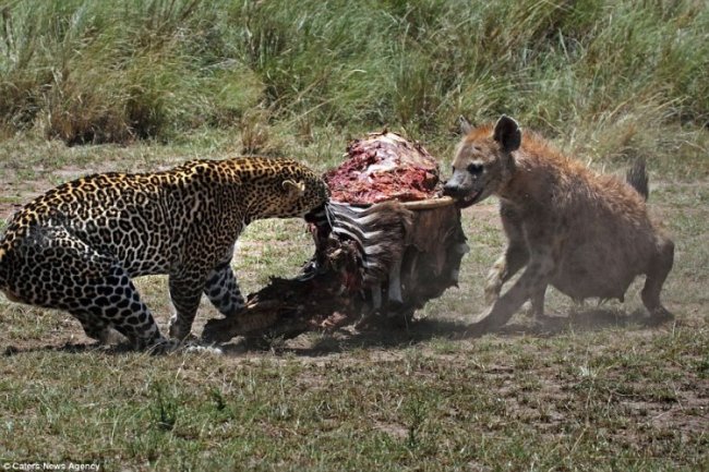 Гиена пыталась отнять добычу у леопарда