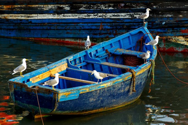 Море птиц в Марокко