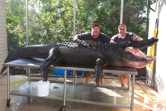 Поймали 350-килограммого аллигатора голыми руками