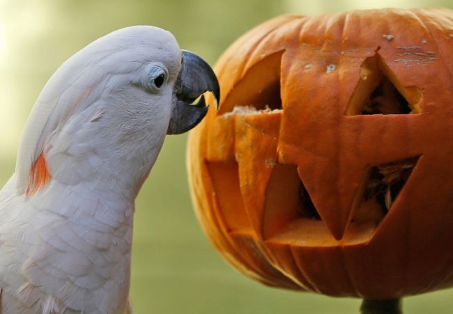 Как прошел Хеллоуин у животных