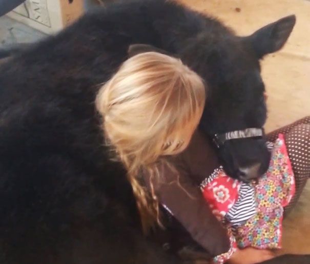 Пятилетняя девочка притащила домой теленка