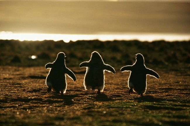 Пингвины — это ласточки, которые ели после шести