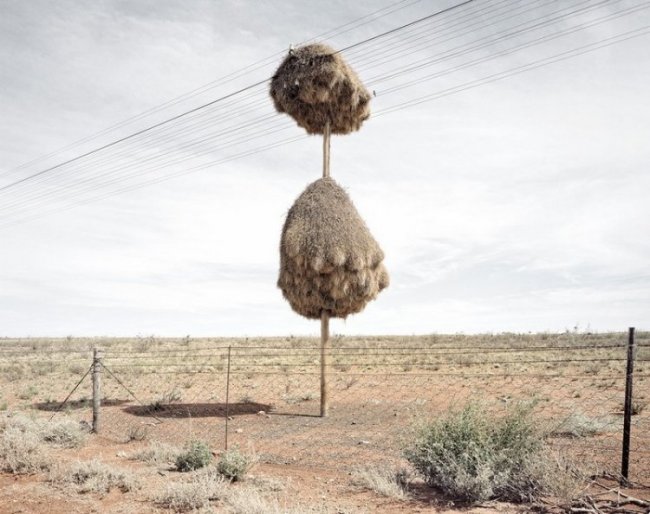 Гнезда на телефонных столбах