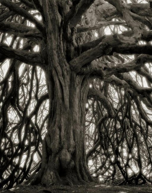 Самые старые деревья на Земле