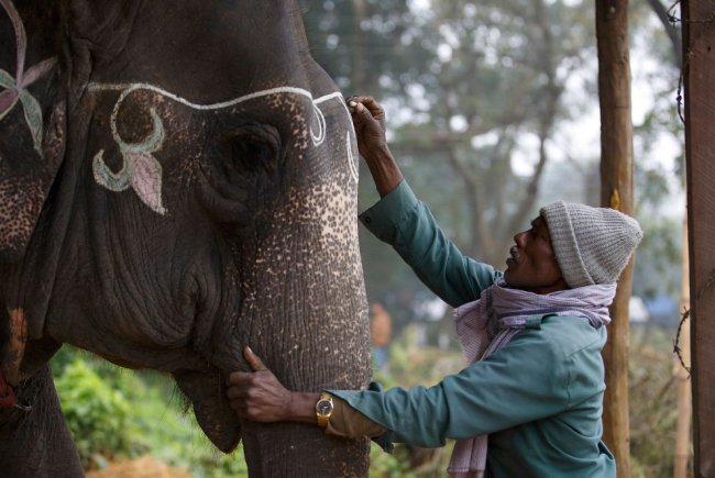 Фестиваль слонов в Непале