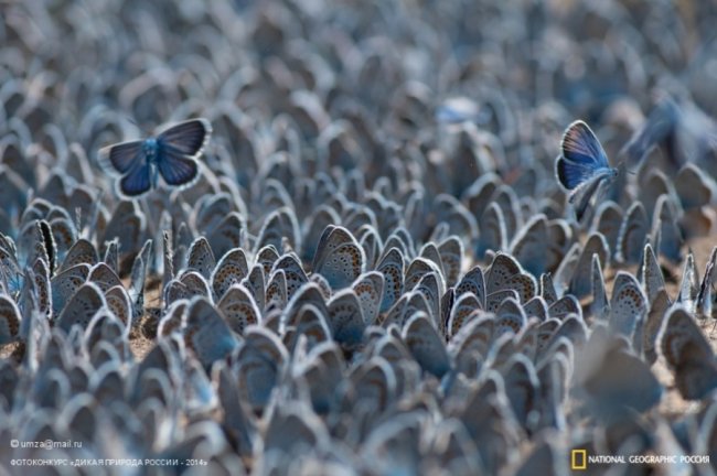 Лучшие снимки дикой природы России по версии National Geographic
