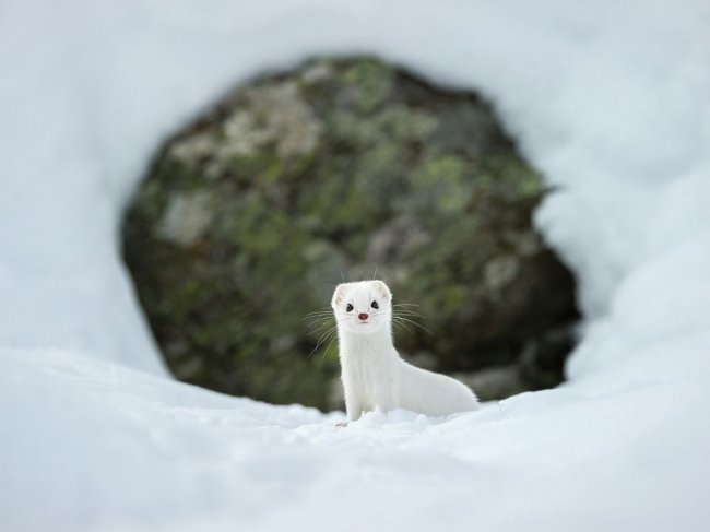 Лучшие фотографии National Geographic февраля 2015