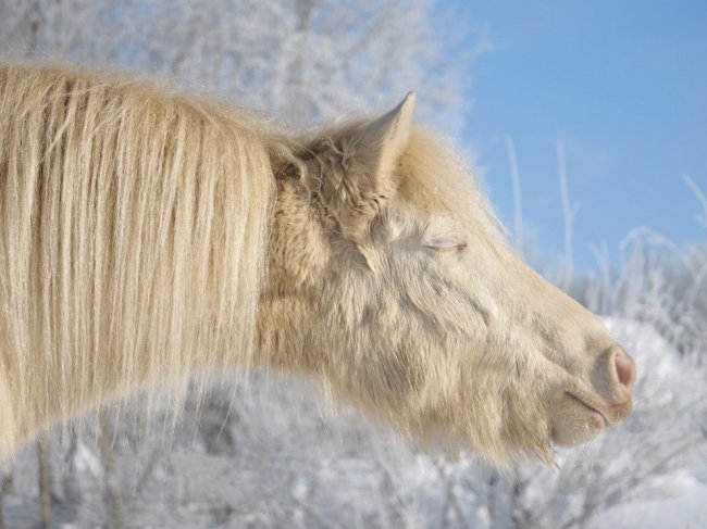 Лучшие фотографии National Geographic февраля 2015