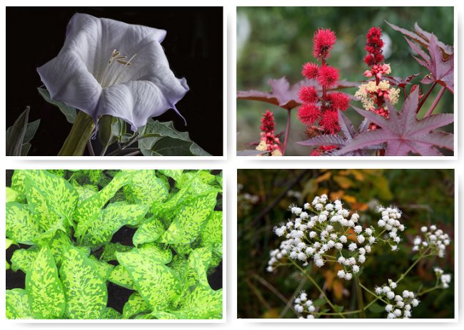 10 самых смертоносных растений мира