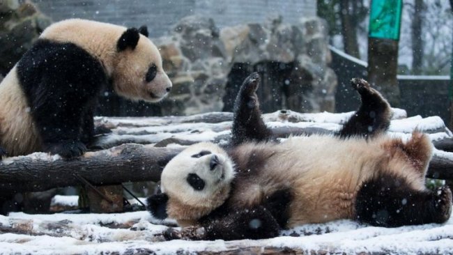 Панды радуются первому снегу
