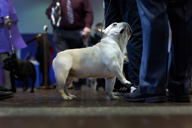 Выставка собак Westminster Kennel Club 2016