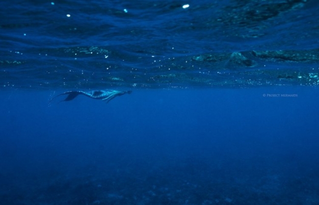 Русалки спасают моря и океаны