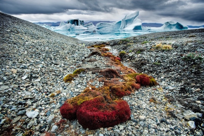 Потрясающая Арктика: исчезающий Север