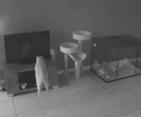 Кот-хулиган опрокинул телевизор