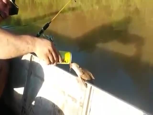 Рыбаки напоили рыбу пивом