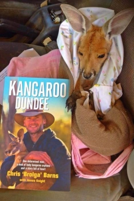 Австралиец Крис Барнс - спаситель детенышей кенгуру (20 фото)