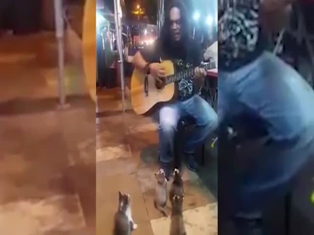 Музыкант поет для котят
