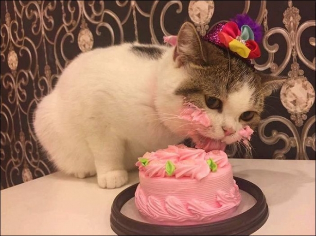 Тортик на день рождения кота