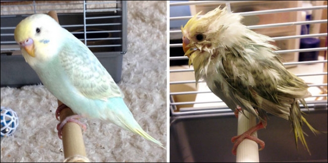 Домашние животные до и после мытья в ванной