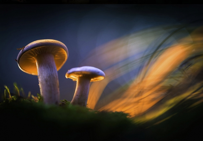 Светящиеся грибы