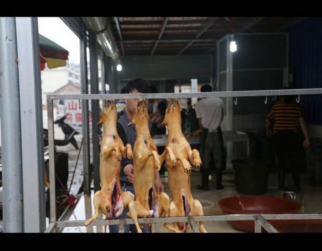 Фестиваль собачьего мяса в Китае