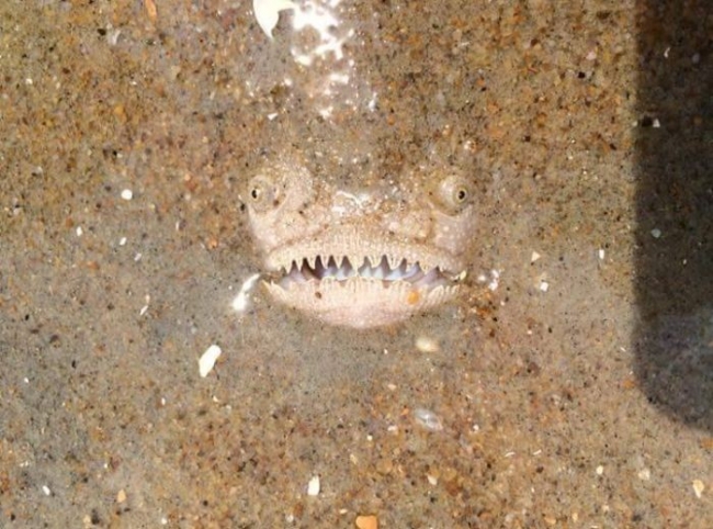 Крапчатый звездочет - одна из самых жутких рыб на земле (3 фото)