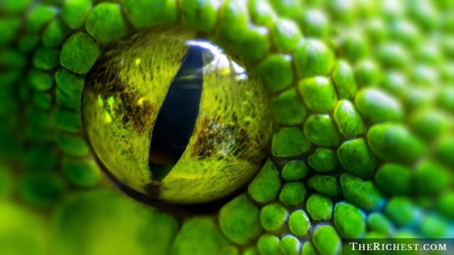 15 тревожных фактов о змеях, которые вы предпочли бы не знать