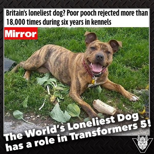 «Cамая одинокая в мире собака» получила роль в сиквеле фильма «Трансформеры»