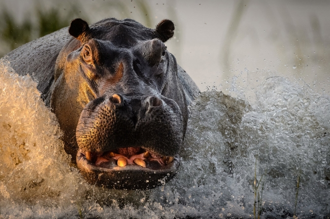 National Geographic: лучший фотограф природы года