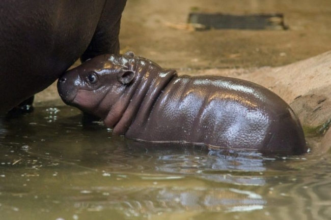 В зоопарке Бристоля на свет появился детеныш карликового бегемота (17 фото)