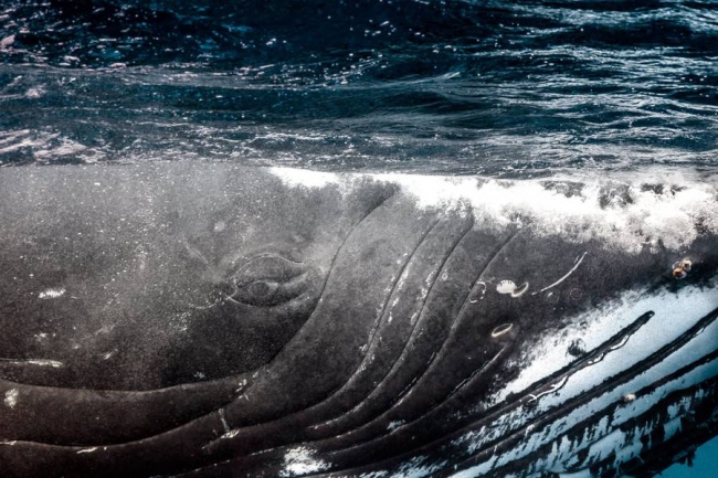Редкие кадры: новорожденные киты в водах Тихого океана