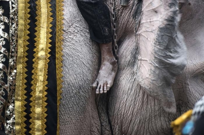 Слоны почтили память короля (11 фото)