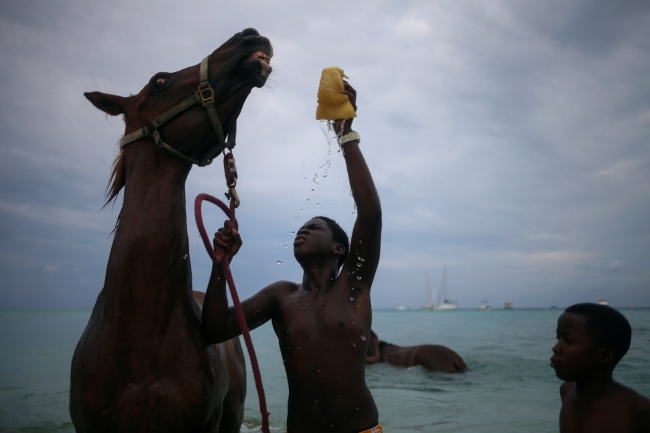 Купание лошадей в Карибском море