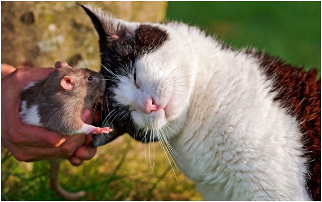 Удивительные факты из жизни обычных мышей