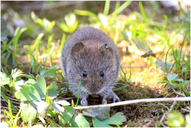 Удивительные факты из жизни обычных мышей