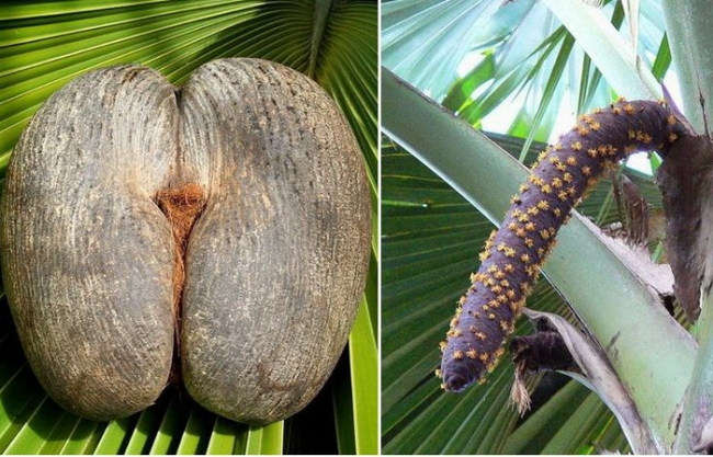 Коко-де-мер – самый необычный кокос на планете
