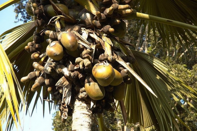 Коко-де-мер – самый необычный кокос на планете