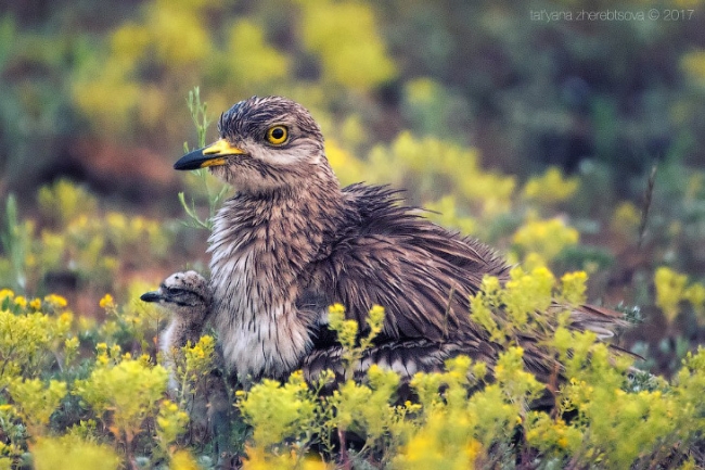 Авдотка — необычная птица