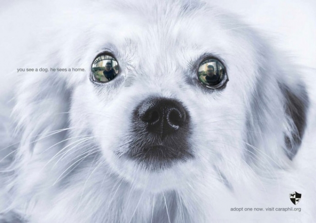 Очень мощная социальная реклама о животных