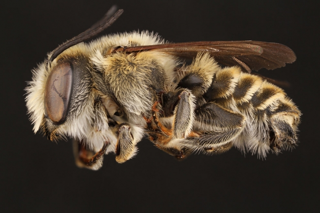 Макроснимки пчёл