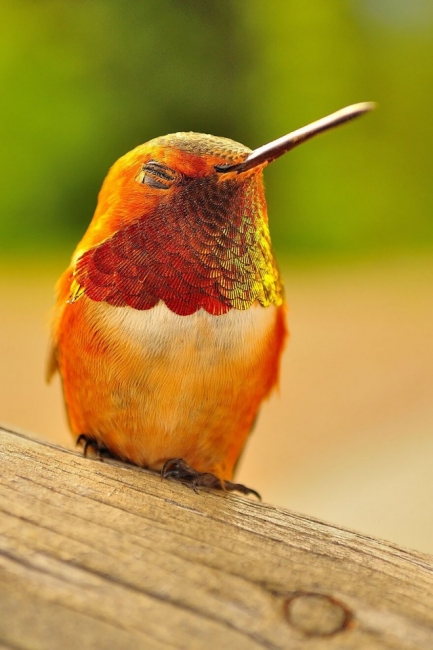 Колибри: миниатюрное чудо природы